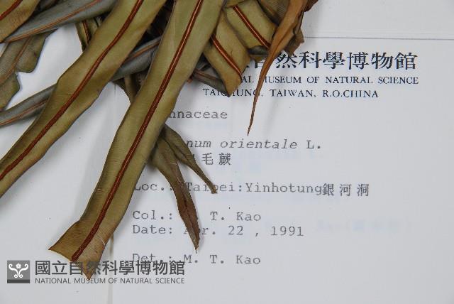 烏毛蕨藏品圖，第2張