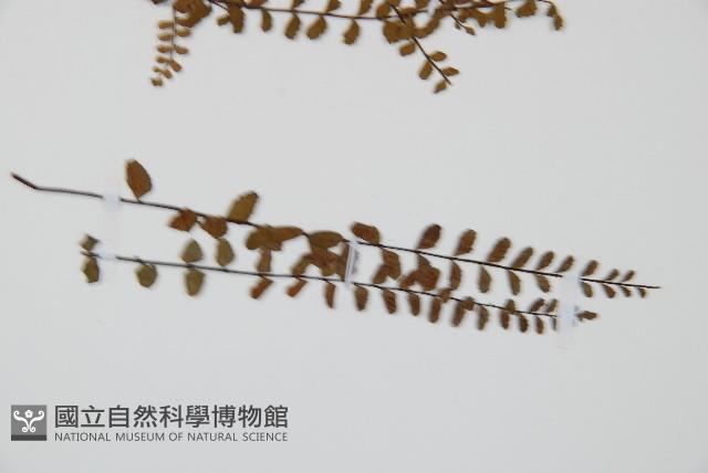 三翅鐵角蕨藏品圖，第3張