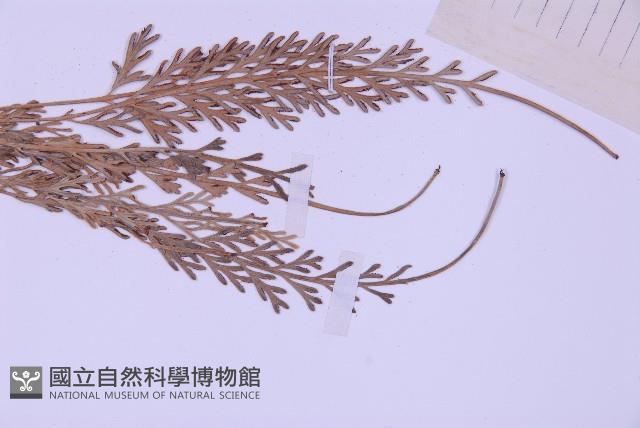 長生鐵角蕨藏品圖，第3張