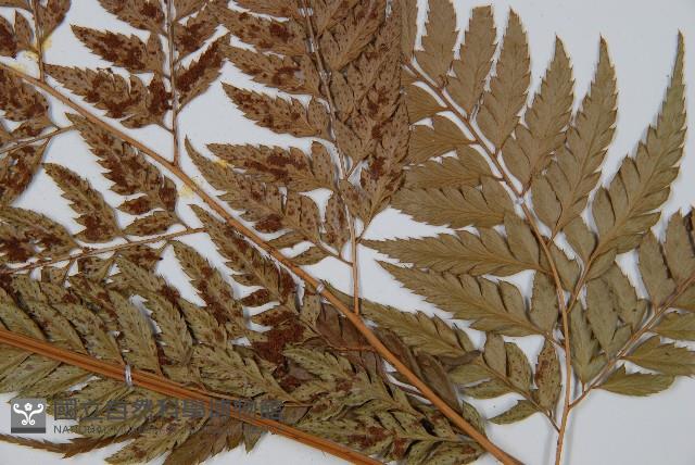 小葉複葉耳蕨藏品圖，第3張