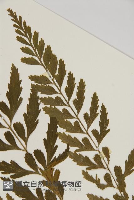 裂葉鐵角蕨藏品圖，第3張