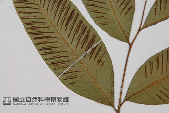 細柄雙蓋蕨藏品圖，第3張