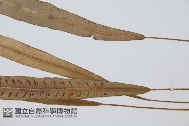 單葉雙蓋蕨藏品圖，第3張