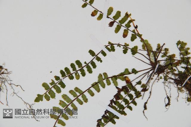 三翅鐵角蕨藏品圖，第3張