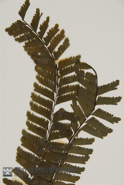 薄葉孔雀鐵角蕨、邊孢鐵角蕨藏品圖，第3張