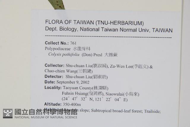 大線蕨藏品圖，第2張