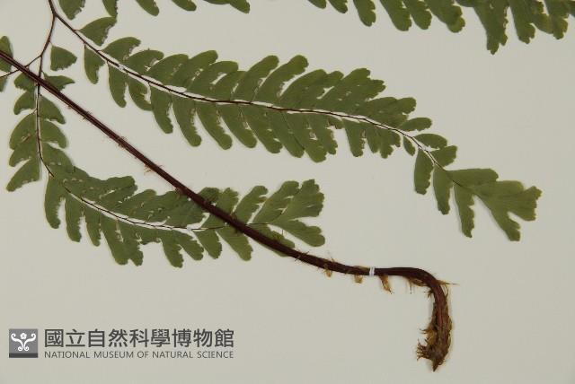 掌葉鐵線蕨藏品圖，第3張