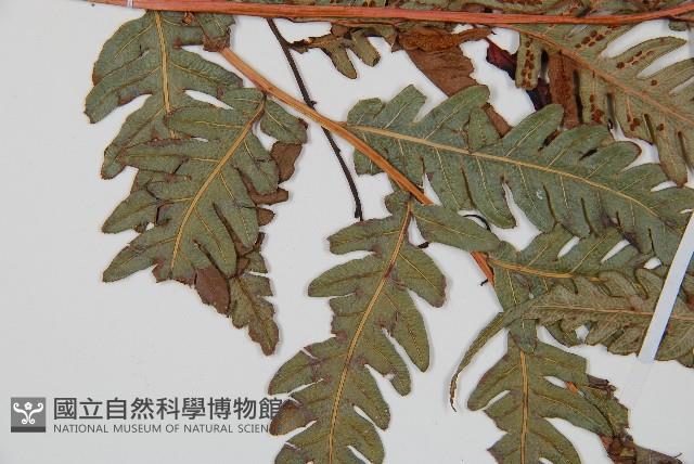 Accession Number:P006093 Collection Image, Figure 3, Total 5 Figures