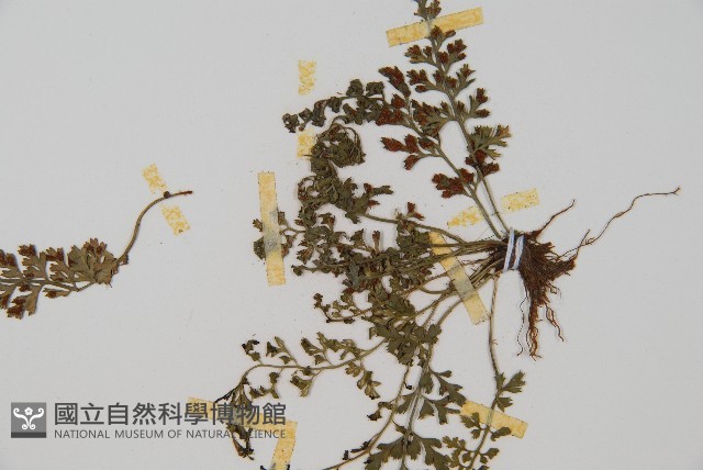 小葉鐵角蕨藏品圖，第3張