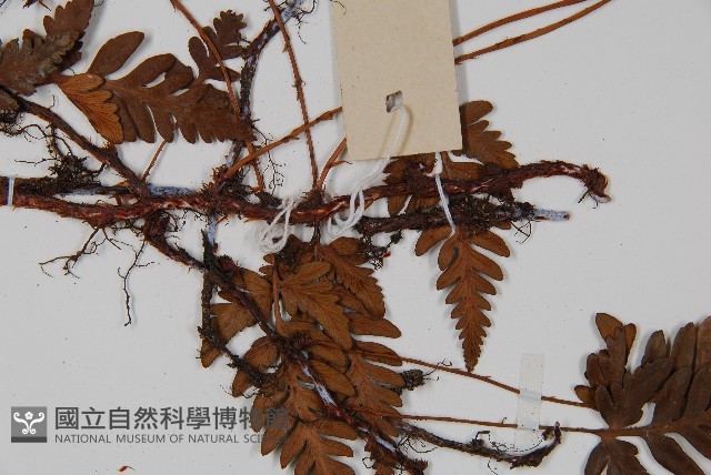 陰石蕨藏品圖，第3張