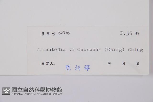 草綠短腸蕨藏品圖，第3張