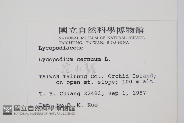 過山龍藏品圖，第2張