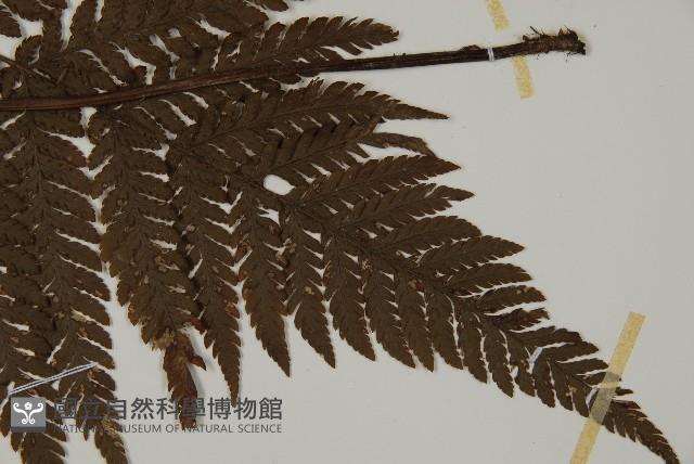 金毛蕨藏品圖，第3張