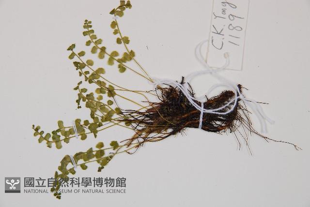 綠柄鐵角蕨藏品圖，第3張