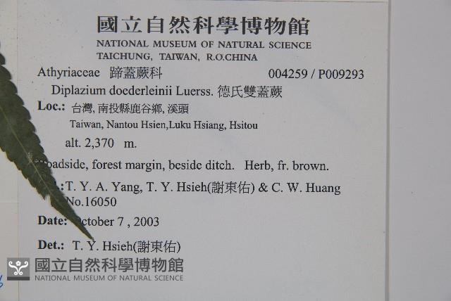 廣葉鋸齒雙蓋蕨藏品圖，第2張