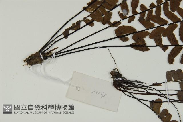 生芽鐵角蕨藏品圖，第3張