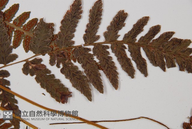 登錄號:P011393藏品圖，第3張