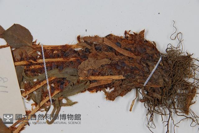 貫眾蕨藏品圖，第3張