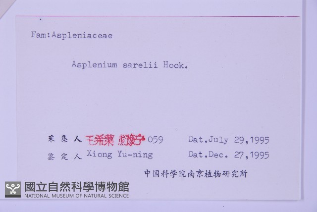 華中鐵角蕨藏品圖，第3張