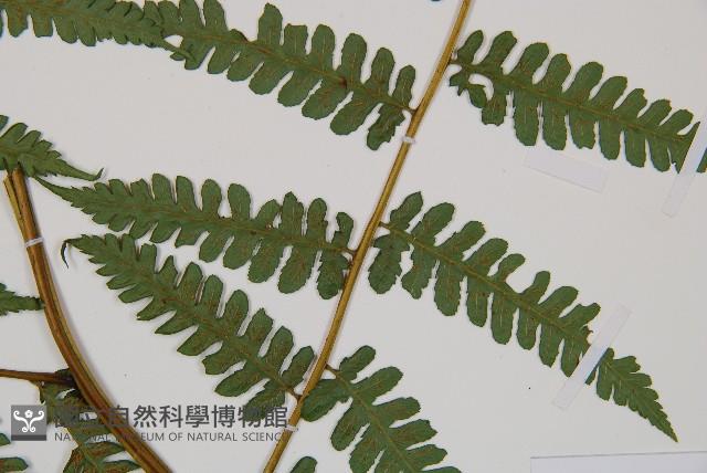 奄美雙蓋蕨藏品圖，第3張