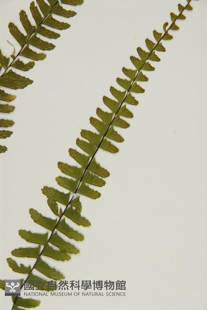 生芽鐵角蕨藏品圖，第3張