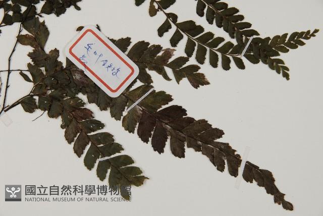 毛葉鐵線蕨藏品圖，第3張