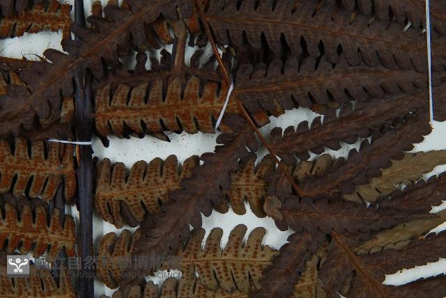 大桫欏藏品圖，第6張