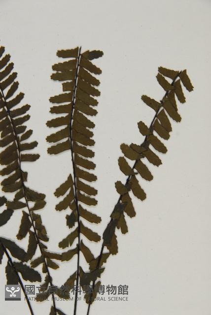 生芽鐵角蕨藏品圖，第3張