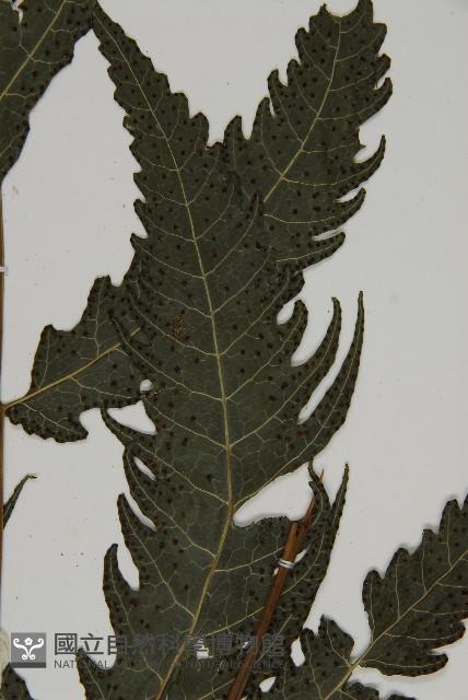 三叉蕨藏品圖，第3張