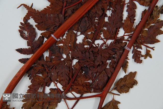 大葉骨碎補藏品圖，第3張