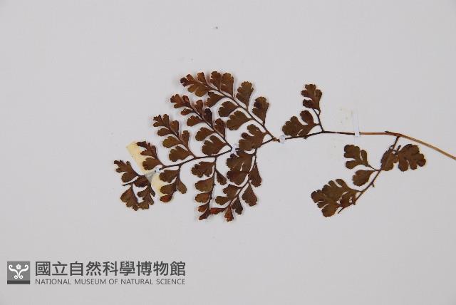 寬葉冷蕨藏品圖，第3張