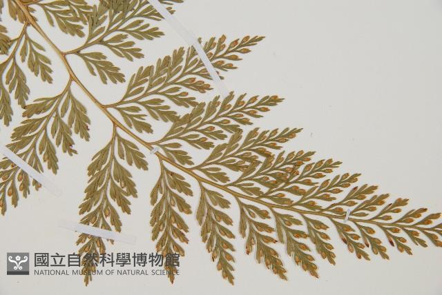 海州骨碎補藏品圖，第3張