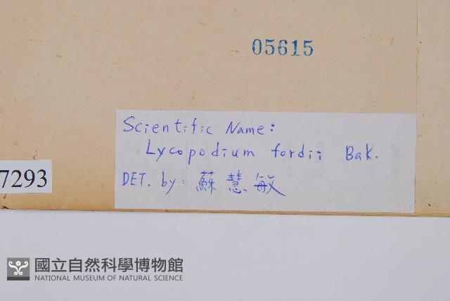 福氏石松藏品圖，第2張