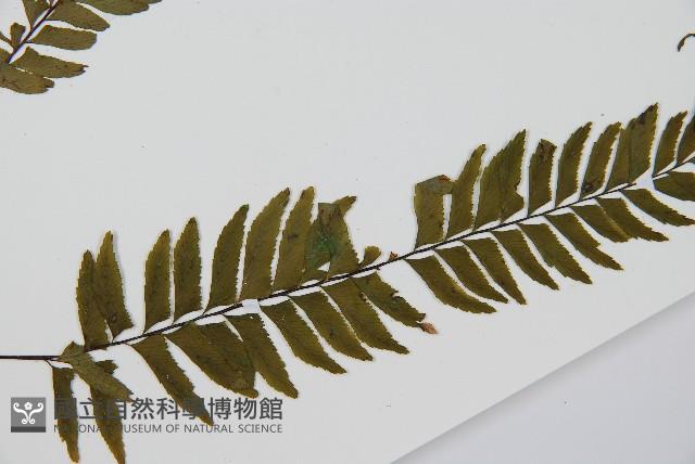 單邊鐵角蕨藏品圖，第3張