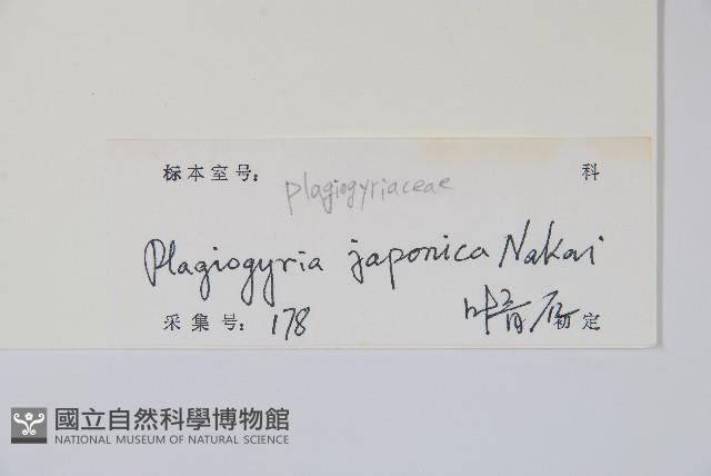 華東瘤足蕨藏品圖，第2張