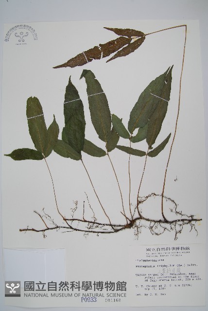 新月蕨藏品圖，第3張