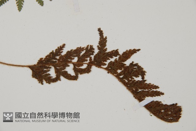 細毛碗蕨藏品圖，第3張