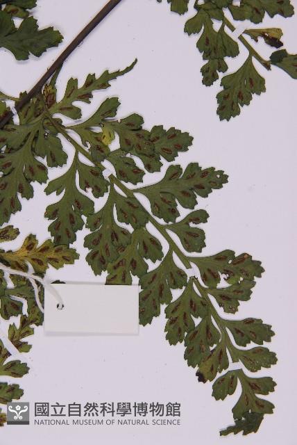 大鐵角蕨藏品圖，第3張