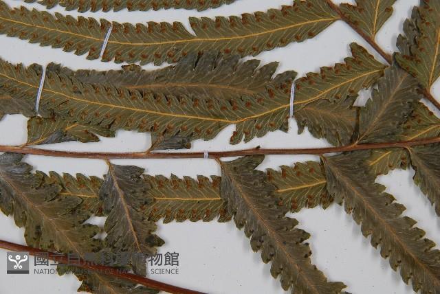 邊緣鱗蓋蕨藏品圖，第3張