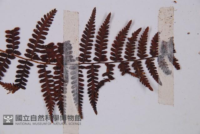 對生蹄蓋蕨藏品圖，第3張