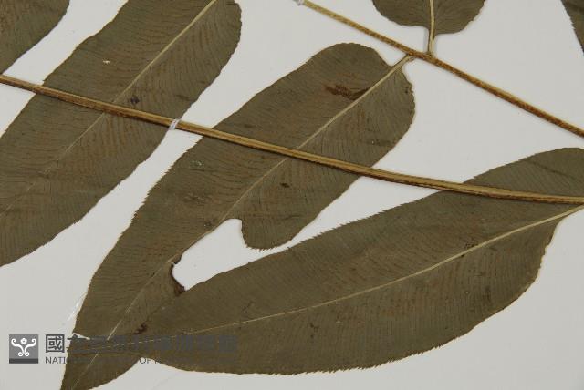 美羽鳳丫蕨藏品圖，第3張