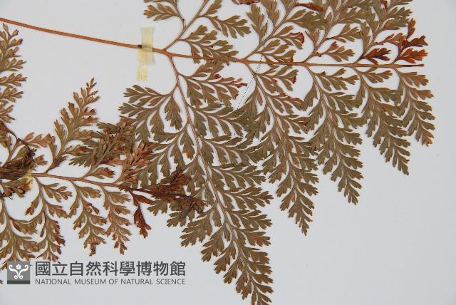 海州骨碎補藏品圖，第3張