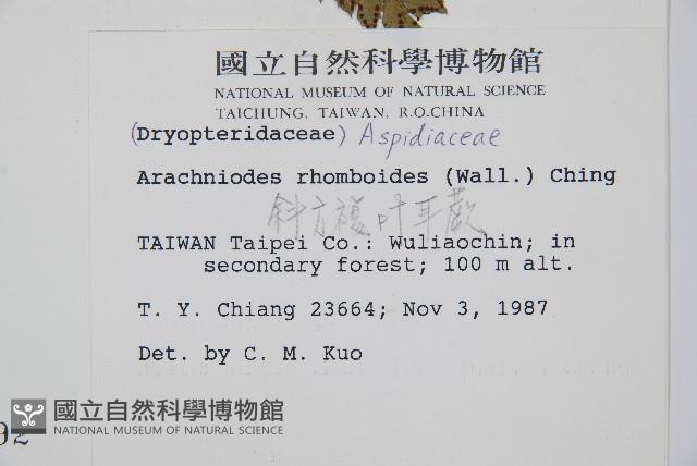 斜方複葉耳蕨藏品圖，第2張