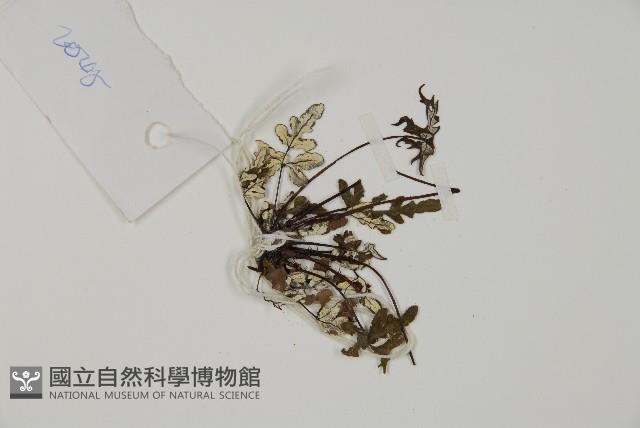 銀粉背蕨藏品圖，第3張