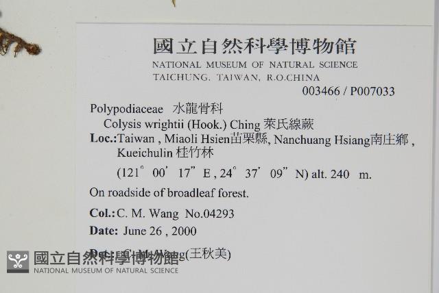 萊氏線蕨藏品圖，第2張