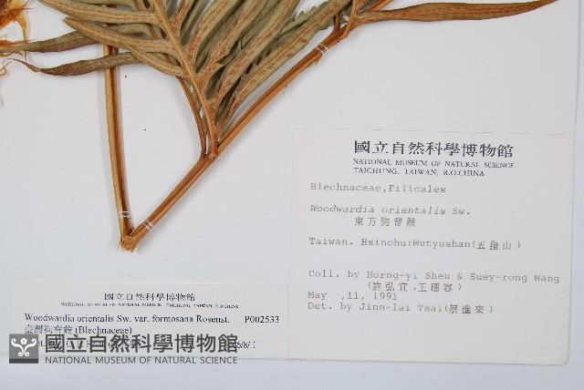 臺灣狗脊蕨藏品圖，第2張