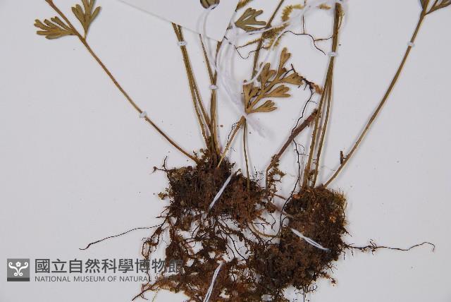 長生鐵角蕨藏品圖，第3張