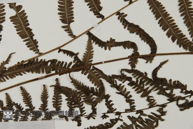 登錄號:P010533藏品圖，第3張