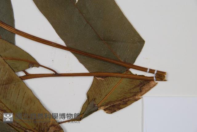 隱脈細柄雙蓋蕨藏品圖，第3張