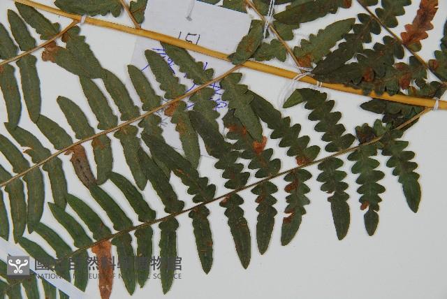 蕨藏品圖，第3張